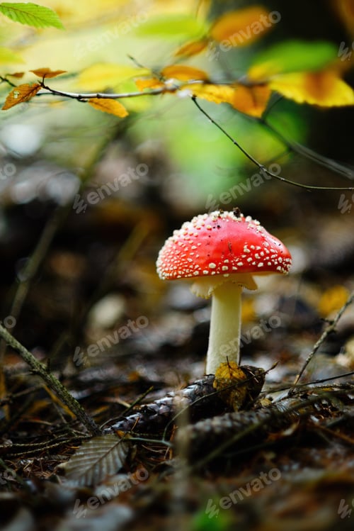 Preview: Amanita muscaria, fly agaric or fly amanita mushroom