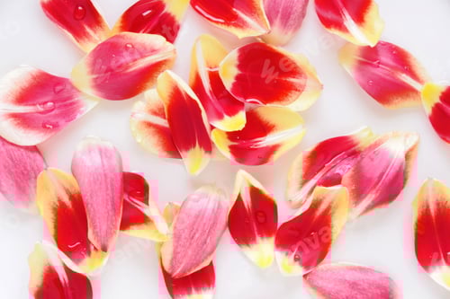 Preview: Red and Pink Flower Petals with Water Droplets
