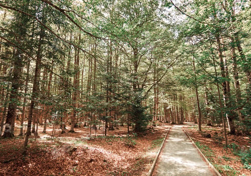 Preview: Marked Path in Ordesa Natural Park