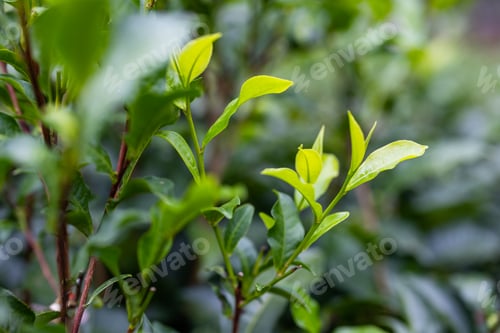 Preview: Green tea tree plant field