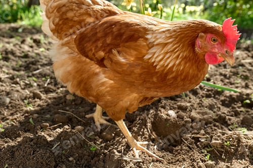 Preview: Free-grazing domestic hen on a traditional free range poultry organic farm.