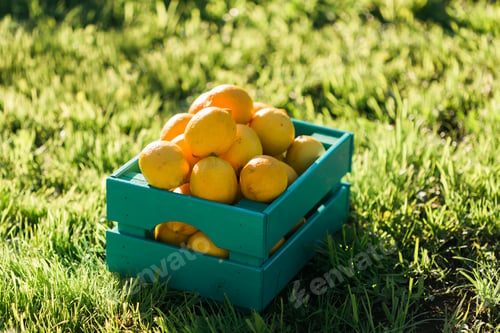 Preview: Bright yellow ripe juicy lemons in box on the grass in garden. Concept of harvesting own vegetable