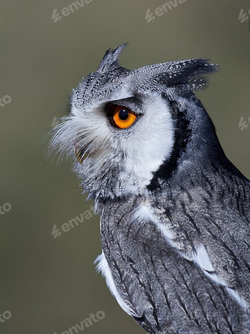 Preview: Northern white-faced owl (Ptilopsis leucotis)