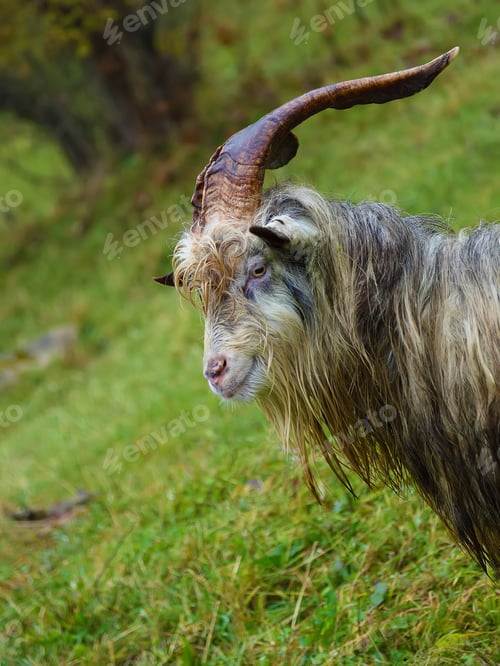 Preview: Herd of goat on a mountain pasture