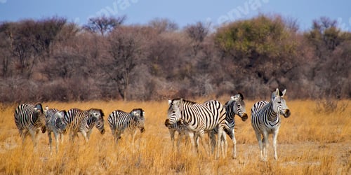 Preview: Plains Zebra, Chobe National Park, Botswana