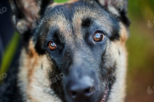 Preview: Where the ball goes, I go. Shot of an adorable german shepherd sitting in a forest.