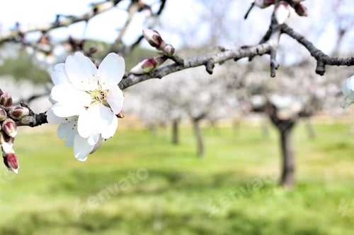 Preview: Almond tree blossoms in spring