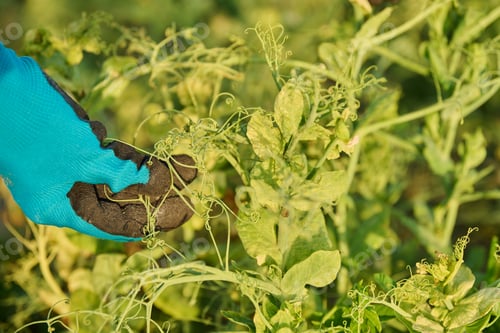 Preview: Diseased pea plants affected by bacterial fungal infections