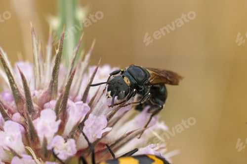 Preview: Closeup on a arge mediterranean small carpenter bee, Ceratina chalcites on a pink Dipsacus flower