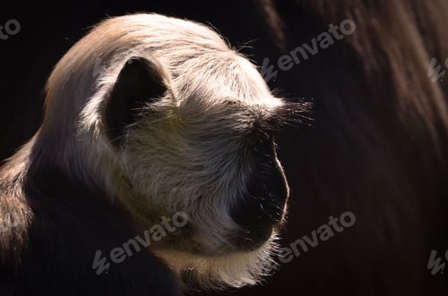 Preview: portrait of a langur, monkey, silhouette