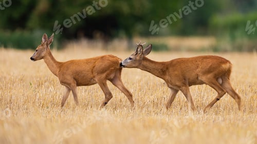 Preview: Male roe deer sniffing female on stubble in mating season