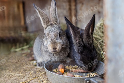 Preview: Two Rabbits Eating Grain in Farm Cage. Agritourism