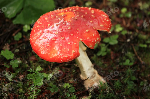 Preview: Red Mushroom