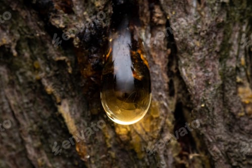 Preview: Macro closeup shot of a sap on the tree