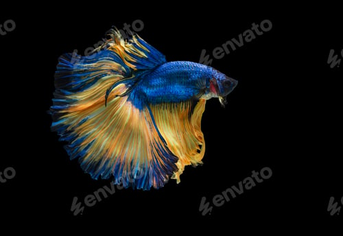 Preview: Colourful betta fish,Siamese fighting fish in movement isolated on black background. Capture the mov