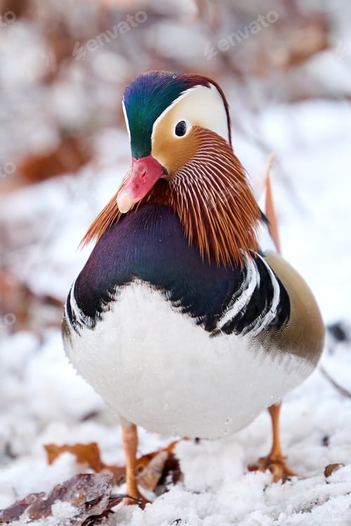Preview: Mandarin duck (Aix galericulata)