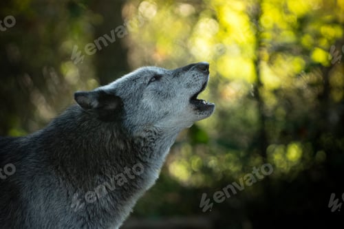Preview: Gray wolf howling in forest.