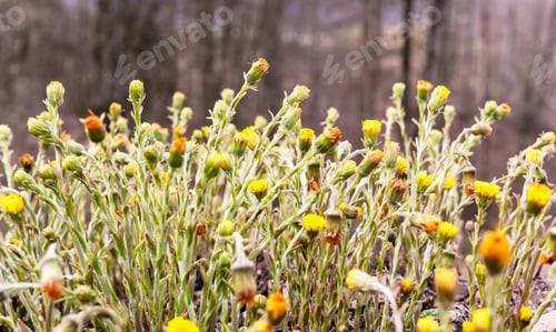 Preview: spring young yellow flowers mother and stepmother close-up, plant natural background meadow