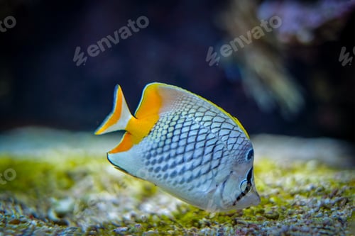 Preview: pearlscale butterflyfish Chaetodon xanthurus fish underwater in sea