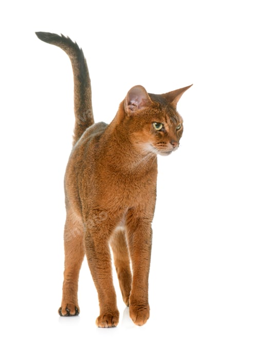 Preview: Abyssinian cat in studio