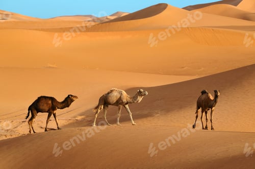Preview: Wild camels