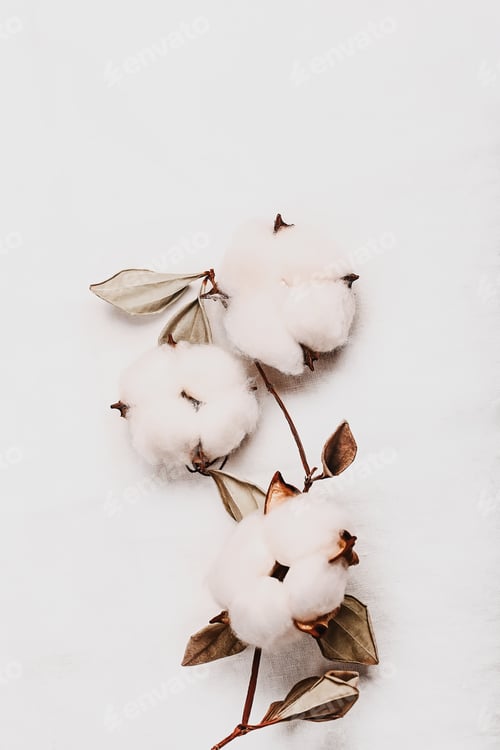 Preview: Branch with white fluffy cotton flowers on white background from organic flax.