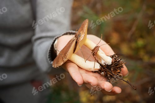 Preview: Mushroom Foraging in the Forest