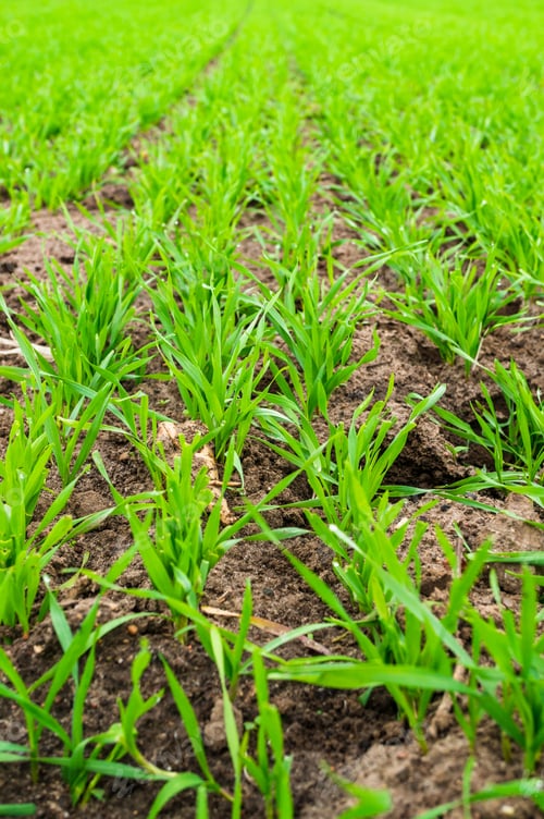 Preview: Vertical closeup shot of young wheat seedlings growing in a field