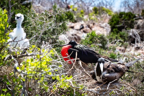 Preview: Great frigatebird (Fregata minor) endemic to Galapagos islands