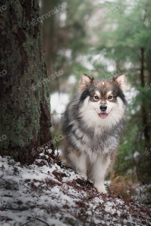 Preview: Portrait of a young Finnish Lapphund dog standing in forest or woods