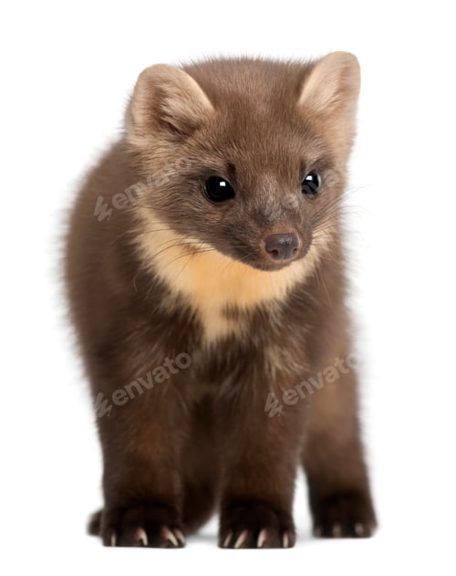 Preview: European Pine Marten or pine marten, Martes martes, 4 years old, standing against white background