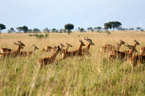 Preview: Impala Antelope, Uganda, Africa