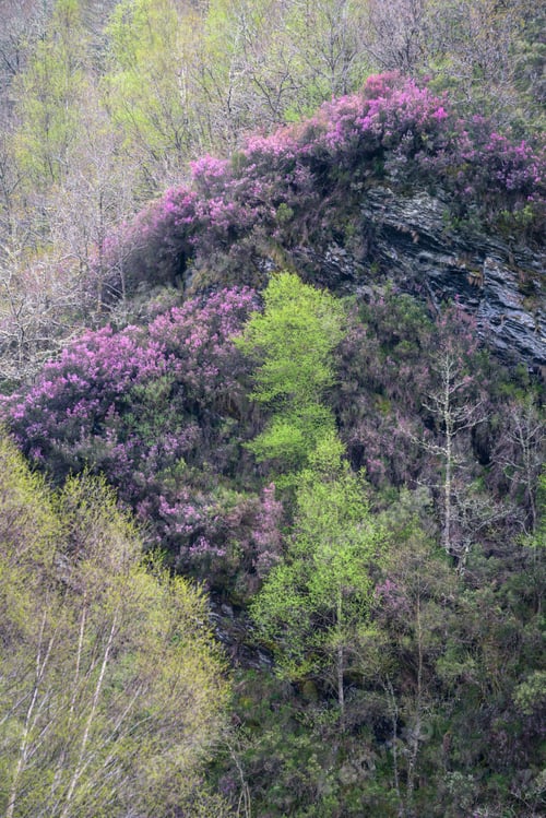 Preview: Colorful spring scene with purple heather on the cliff and fresh green in the trees