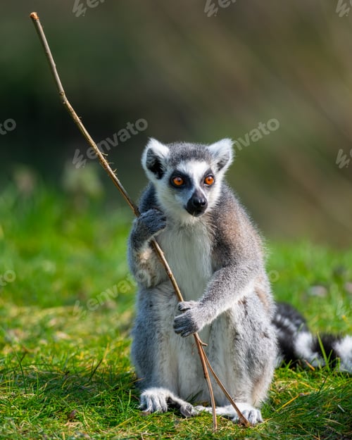 Preview: a ring - tailed lemur holds a stick in its mouth