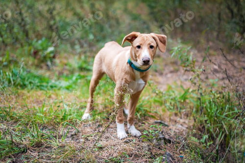 Preview: Jack Russell on a walk in the autumn Park
