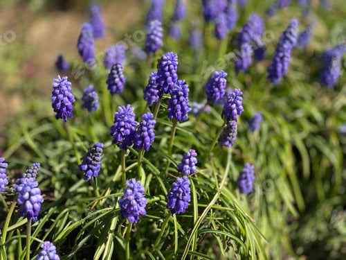 Preview: Muscari - Beautiful newly emerged blue-purple spring flowers in the garden.