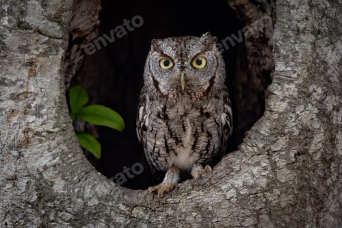 Preview: An Eastern Screech Owl in a Tree