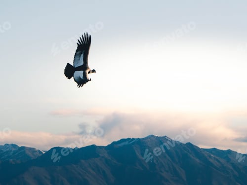 Preview: Serene and majestic scene of an Andean condor soaring in the sky. Vultur gryphus.