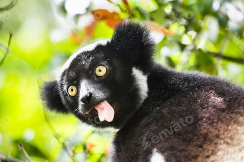 Preview: Indri aka Babakoto (Indri Indri), a large lemur in Perinet Reserve, Andasibe-Mantadia National Park,