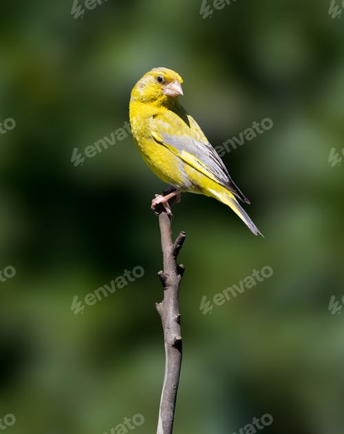 Preview: Vertical closeup shot of a greenfinch bird perched on a branch