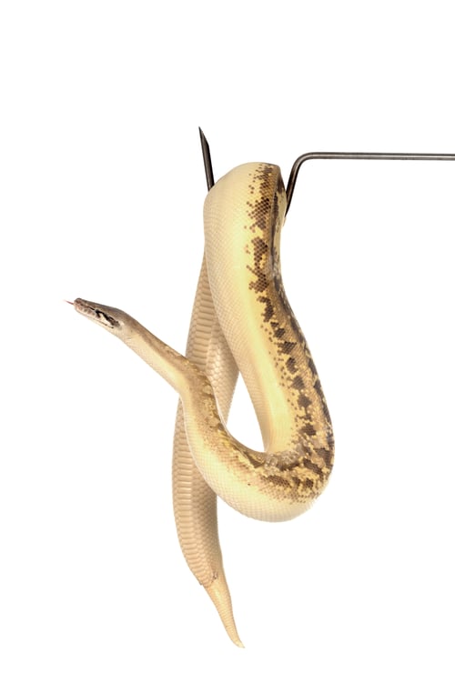 Preview: Python brongersmai in studio