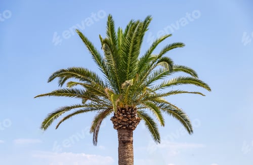 Preview: Palm tree green leaf on blue sky background.