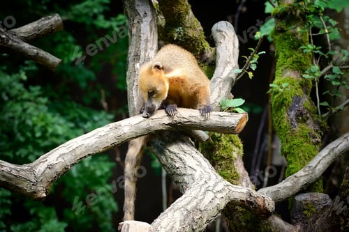 Preview: South American coati (Nasua) on tree branch
