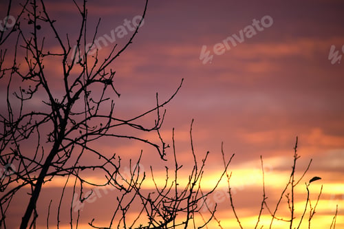Preview: Dark foliage of small trees and bush against bright colorful sunset sky with vivid clouds