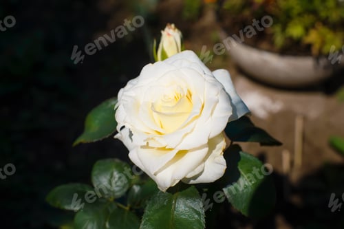 Preview: Blooming white rose in garden on sunny day outdoors. Close-up beautiful flower, spring time