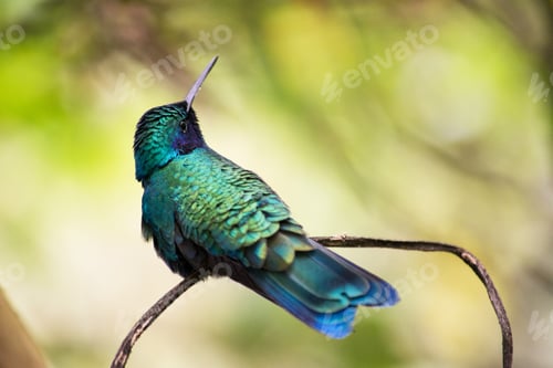 Preview: Closeup shot of a cute hummingbird perched on a branch