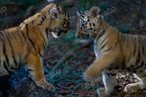 Preview: Adorable shot of two baby tigers frolicking in a lush forest