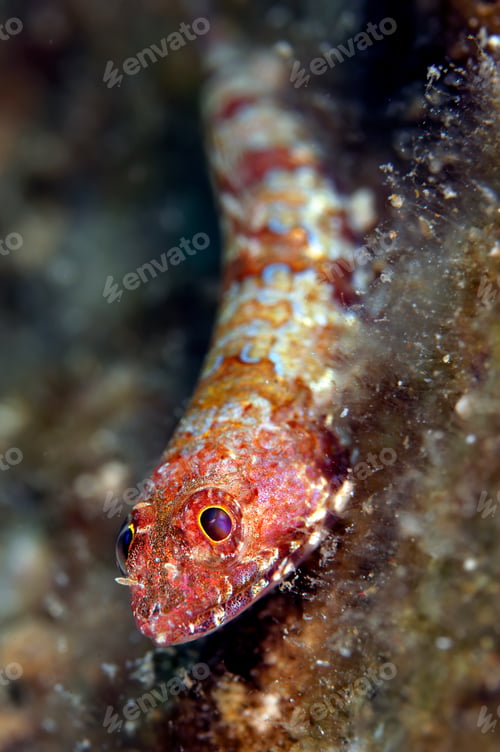 Preview: Caribbean sand diver fish