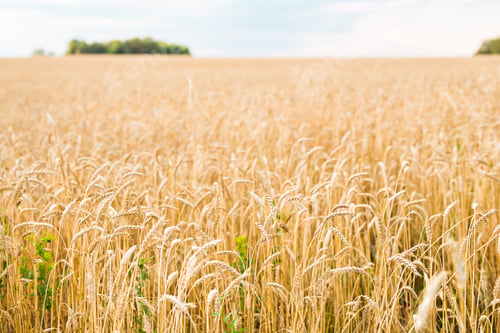 Preview: field of rye