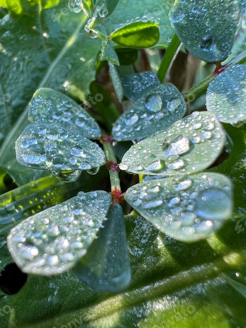 Preview: Dew drops on the leaves of green grass sparkle in the sun. Macro